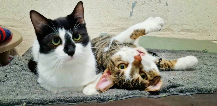 Fot. Schronisko Słupsk