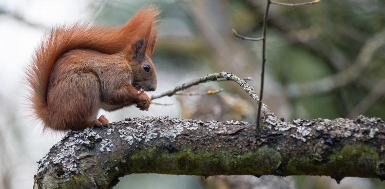 Budki dostaną między innymi wiewiórki (fot. Agencja KFP/Anna Rezulak)
