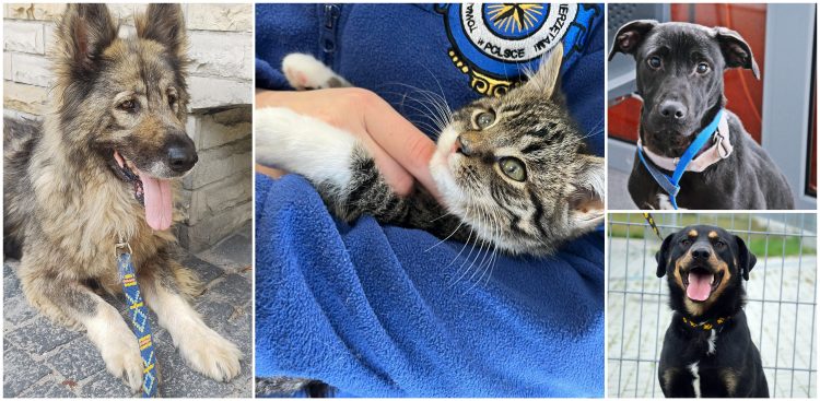 (Fot. Schronisko dla Zwierząt w Słupsku)