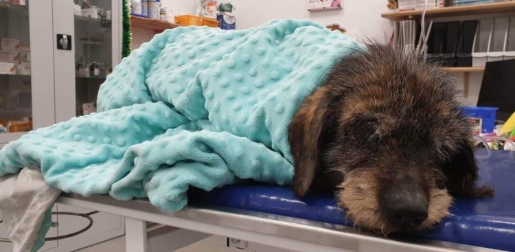 (Fot. słupskie schronisko dla zwierząt)