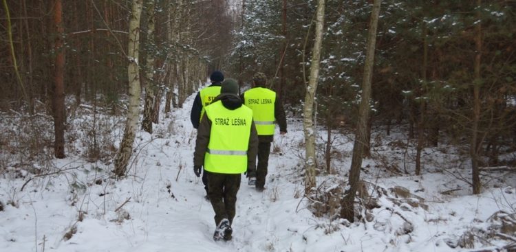 (Fot. lasy.gov.pl)