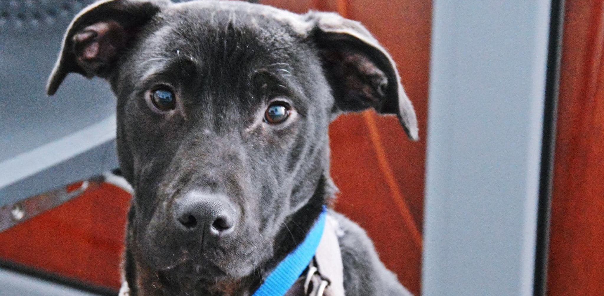 (Fot. słupskie schronisko dla zwierząt)