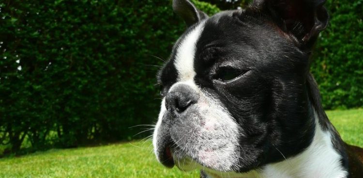 (Fot. Wikimedia Commons)