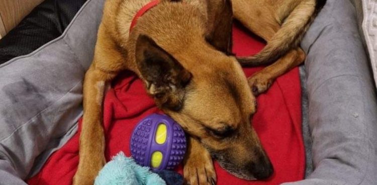 (Fot. słupskie schronisko dla zwierząt)