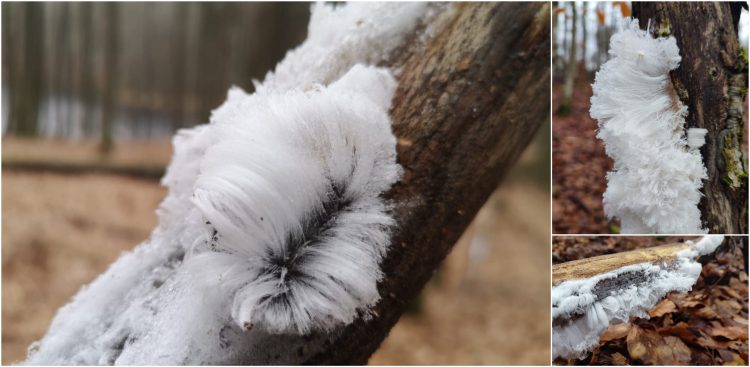 (Fot. Nadleśnictwo Kartuzy Lasy Państwowe)