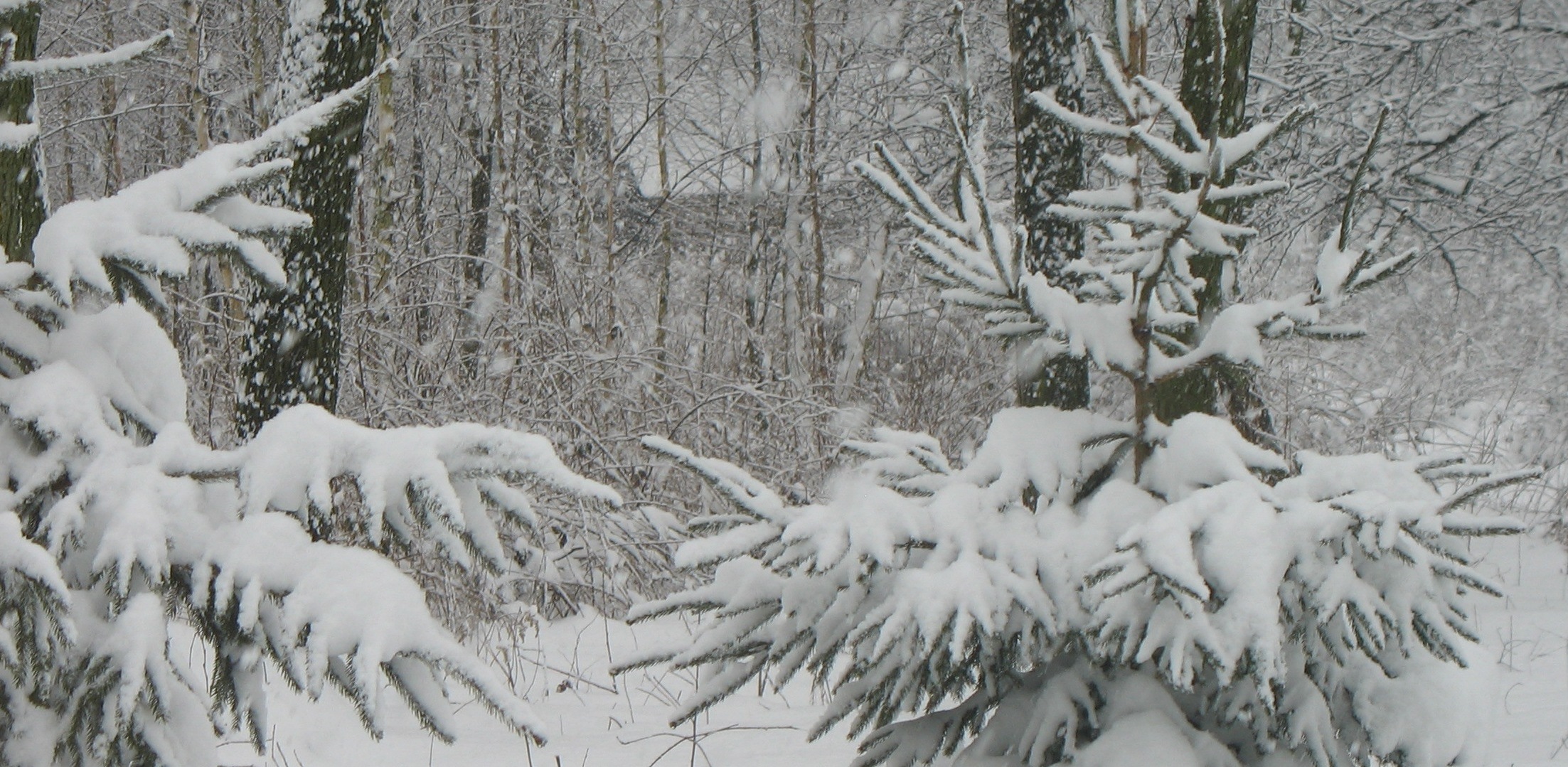 (Fot. Wikimedia Commons)