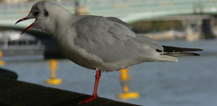 (Fot. Wikimedia Commons)