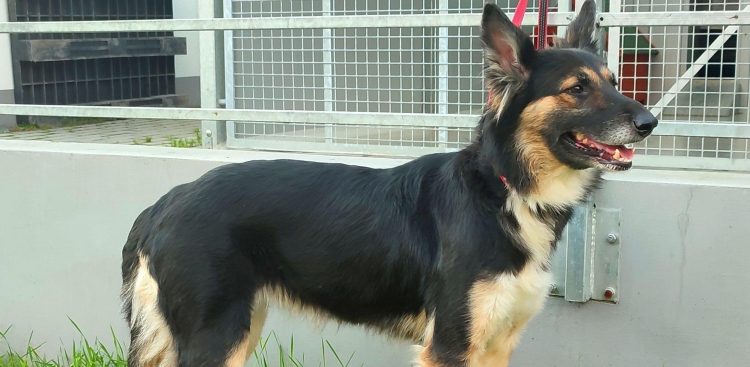 (Fot. Schronisko dla zwierząt w Słupsku)