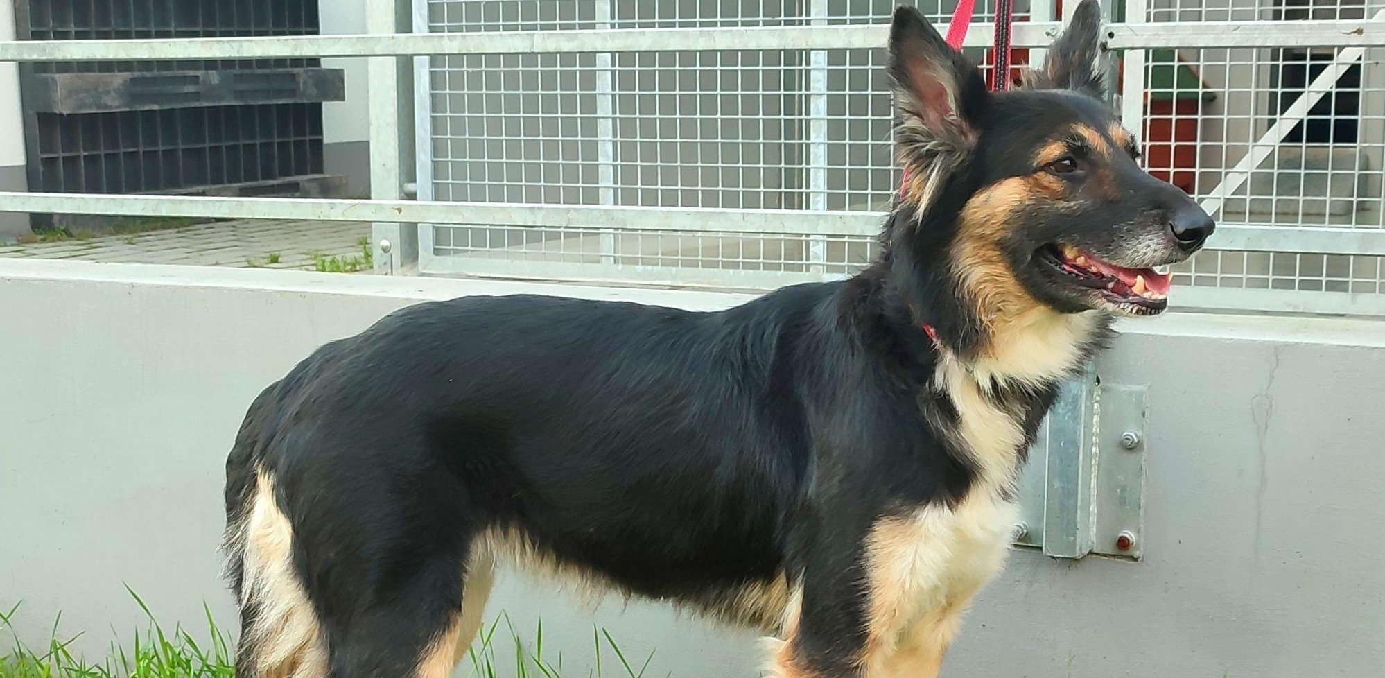 (Fot. Schronisko dla zwierząt w Słupsku)