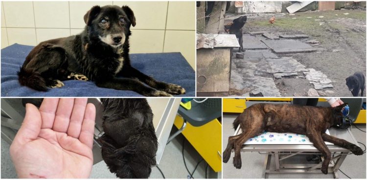 (fot. Schronisko dla Zwierząt w Słupsku)