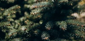 (fot. Freepik/senivpetro)