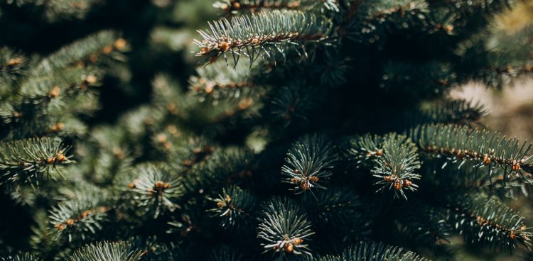 (fot. Freepik/senivpetro)