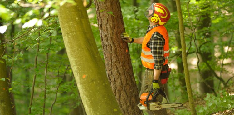 (fot. Tadeusz Baraniecki)