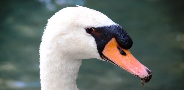 (Fot. wikimedia commons)