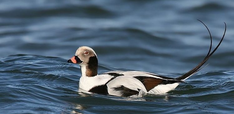 (Fot. Wikimedia Commons/Wolfgang Wander)