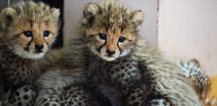 (Fot. PAP/Adam Warżawa)