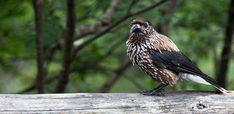 (Fot. wikimedia commons)