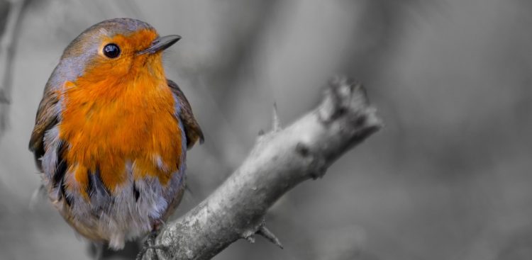 (Fot. Wikimedia Commons)