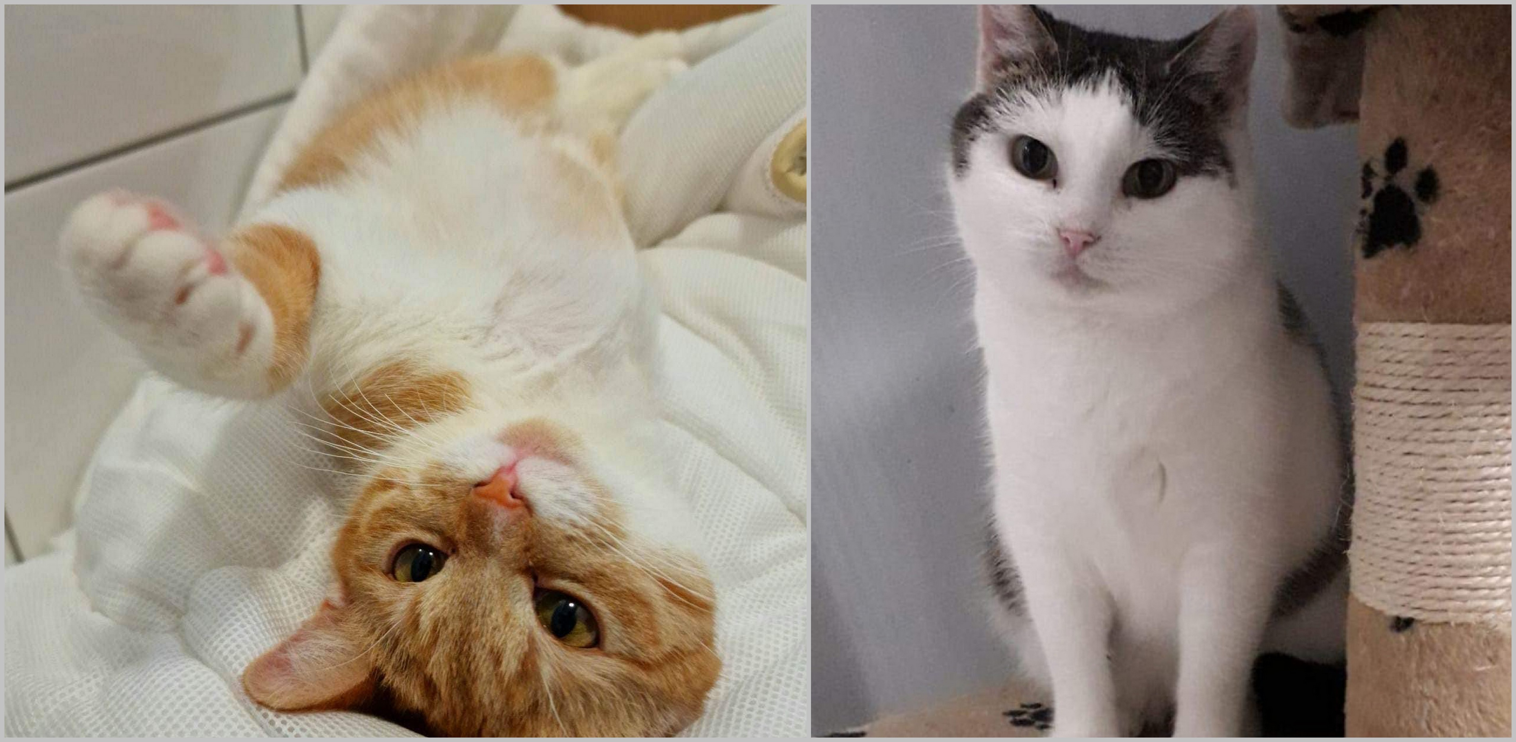 (fot. Schronisko dla Zwierząt w Słupsku)