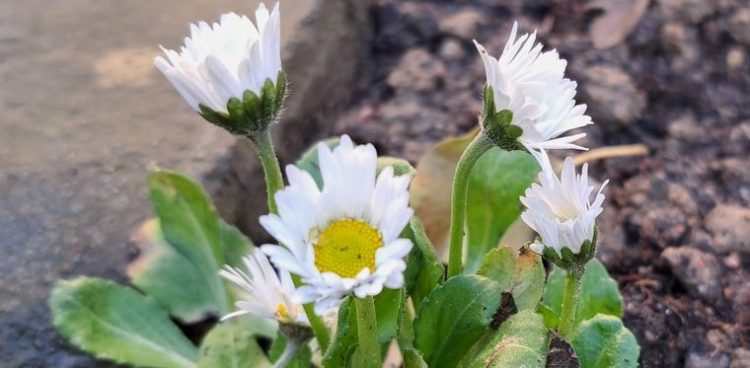 Na zdjęciu: stokrotki Włodka Raszkiewicza (fot. Radio Gdańsk/Włodzimierz Raszkiewicz)