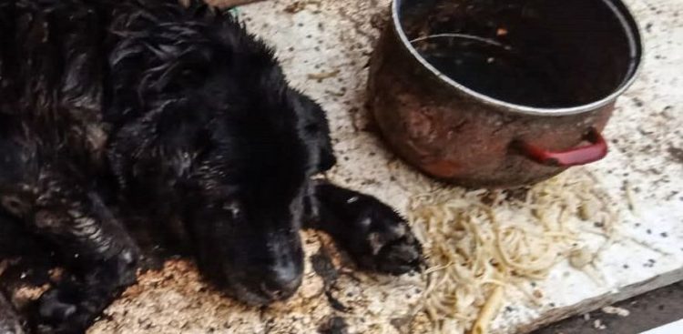 (Fot. Komenda Powiatowa Policji w Nowym Dworze Gdańskim/nowydworgdanski.policja.gov.pl)