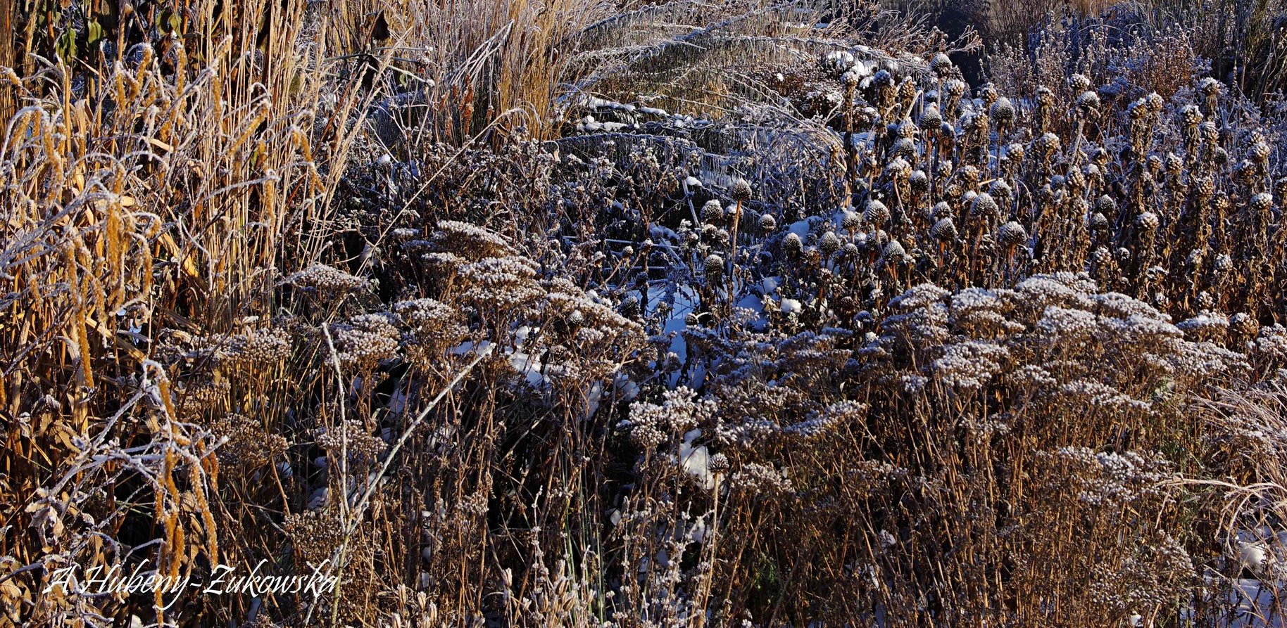 (fot. Agnieszka Hubena-Żukowska)