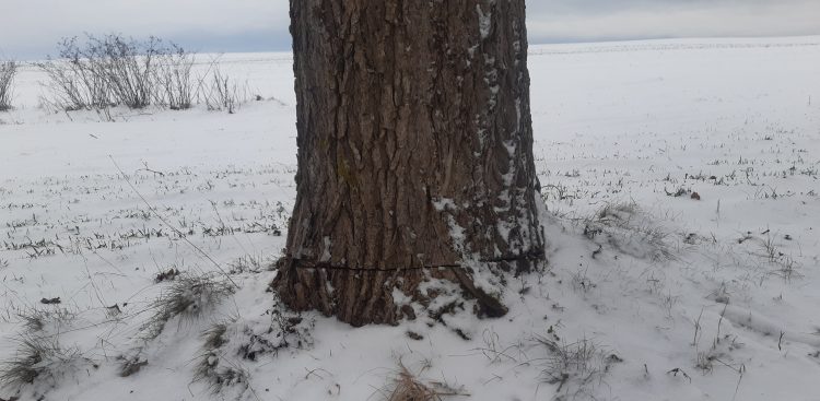 (Fot. Zarząd Dróg Wojewódzkich w Gdańsku)