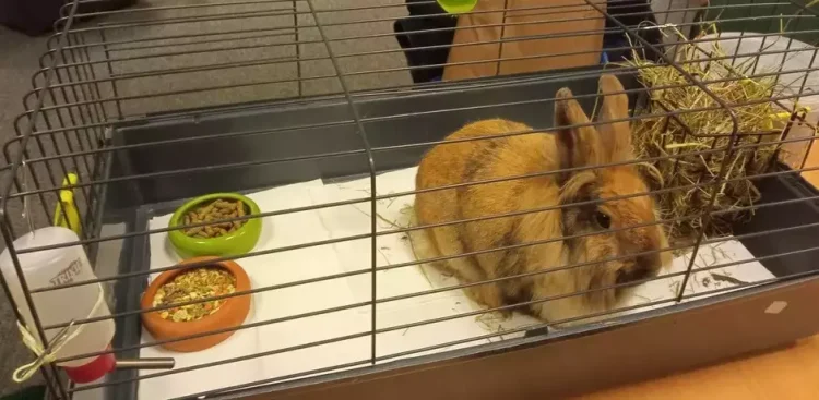 (fot. Straż Miejska w Gdańsku)