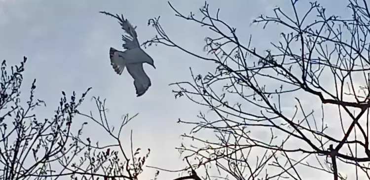 (Fot. strazmiejska.gda.pl)