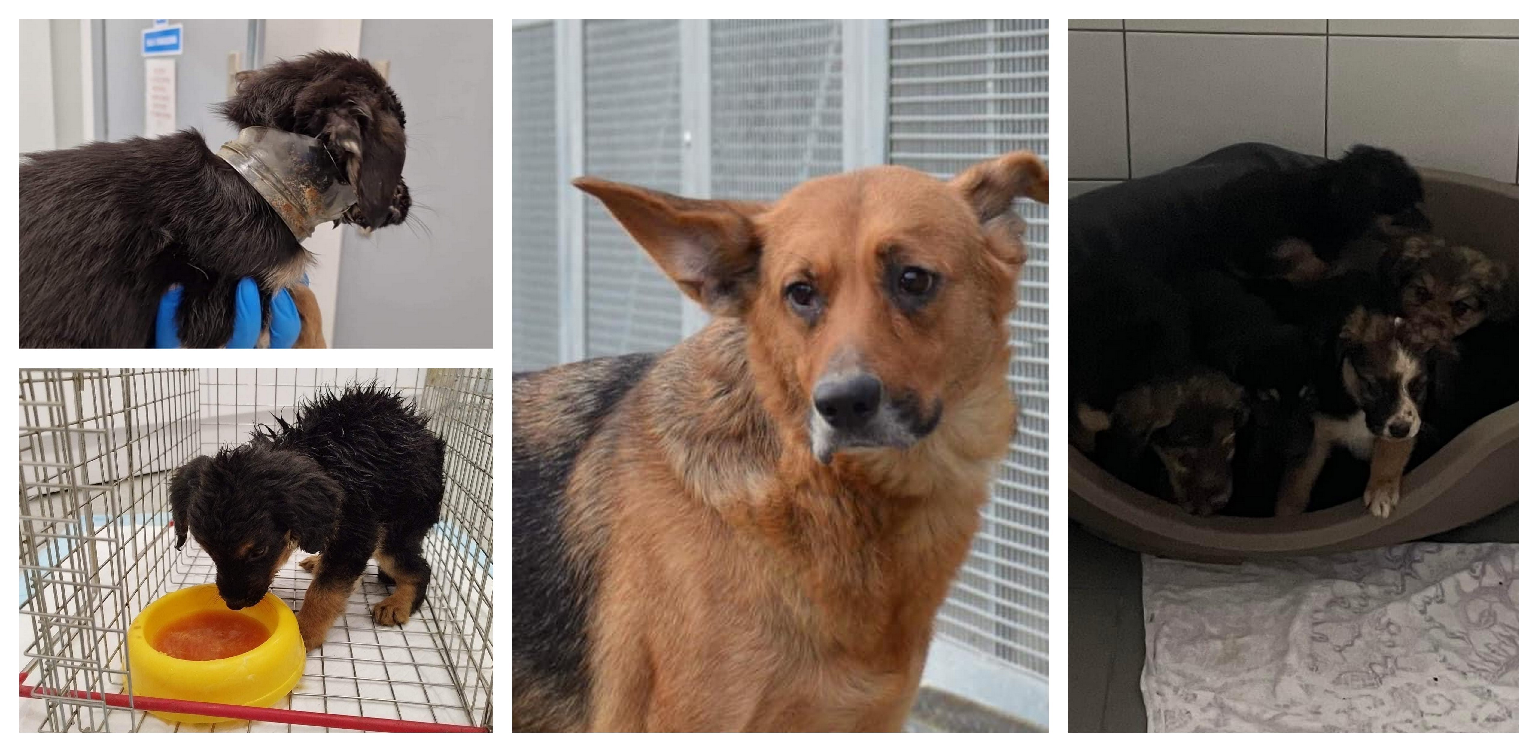 (Fot. słupskie schronisko dla zwierząt)