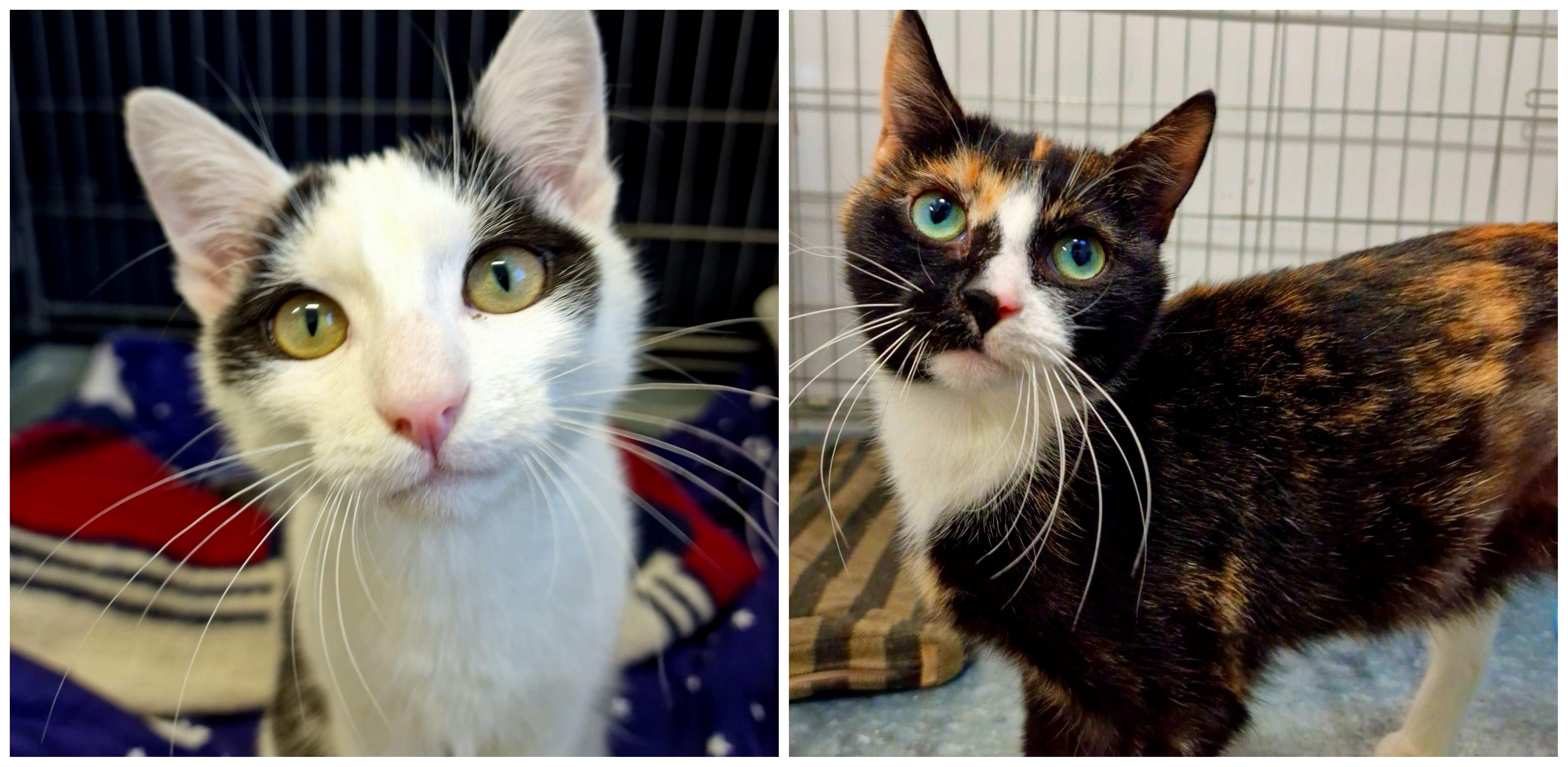 (Fot. słupskie schronisko dla zwierząt)