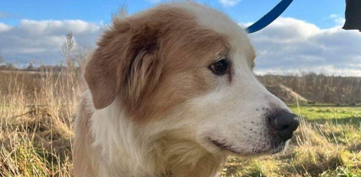 (Fot. Schronisko dla zwierząt w Słupsku)