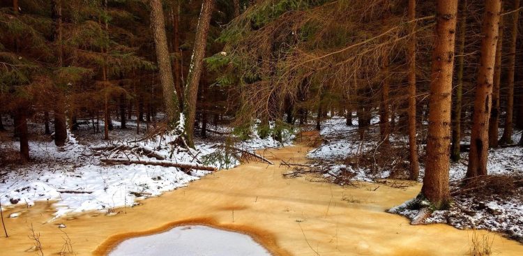 (Fot. Lasy Państwowe/Maciej Chromy)