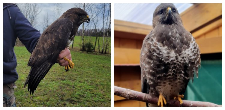 (Fot. Facebook.com/Pomorski Ośrodek Rehabilitacji Dzikich Zwierząt "Ostoja"