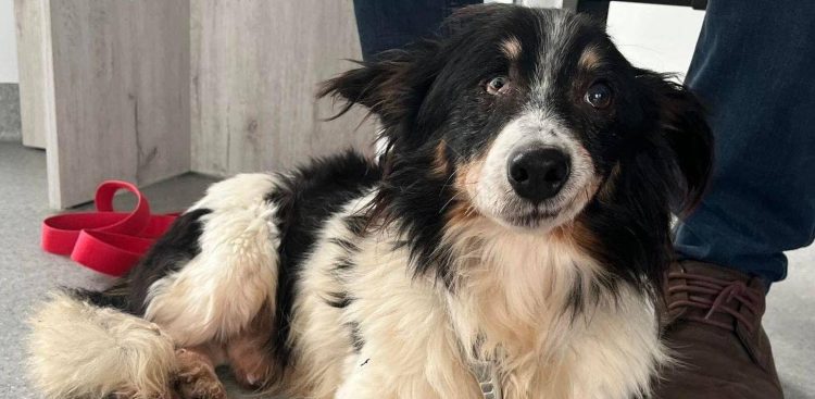 (Fot. słupskie schronisko dla zwierząt)