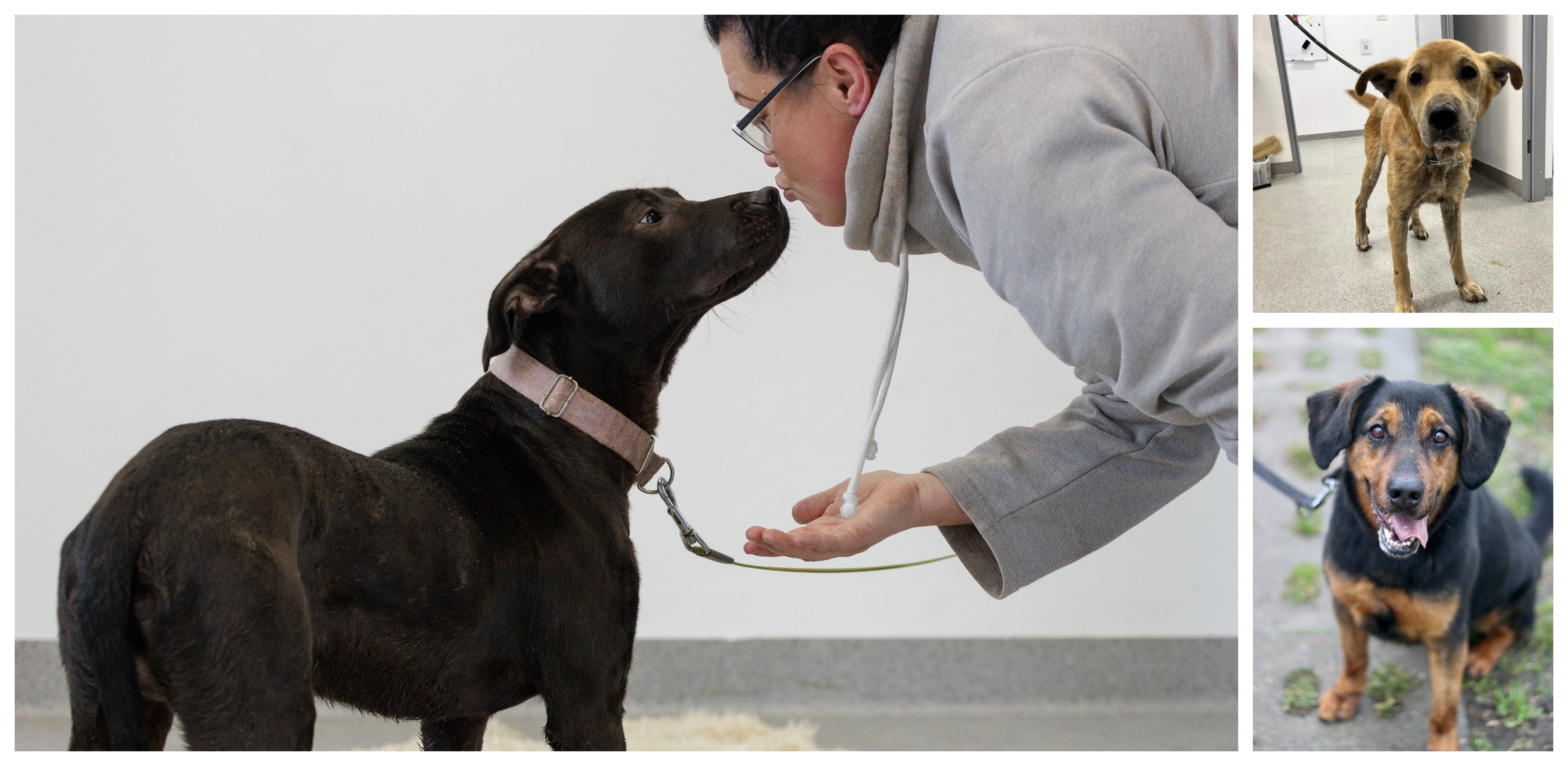 (Fot. słupskie schronisko dla zwierząt)