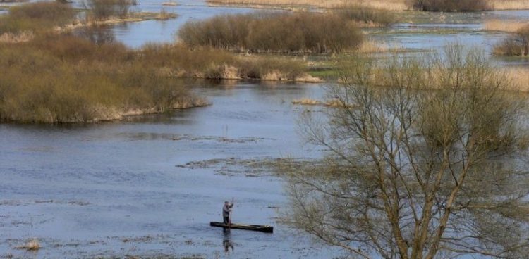 (fot. wikimedia commons)