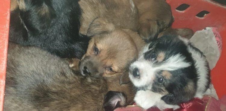 (Fot. KPP Człuchów)