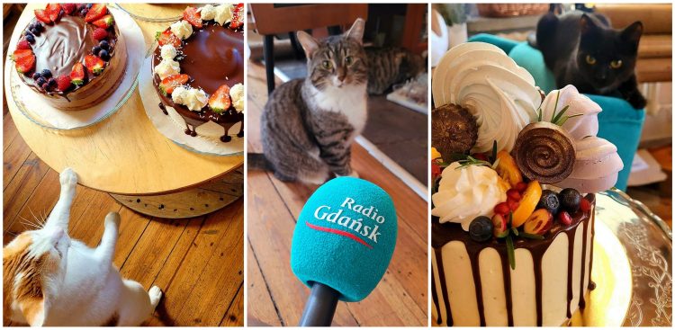 (fot. Facebook/Kotka Cafe - Kocia Kawiarnia w Gdańsku)