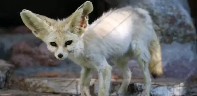 (Fot. Gdański Ogród Zoologiczny)