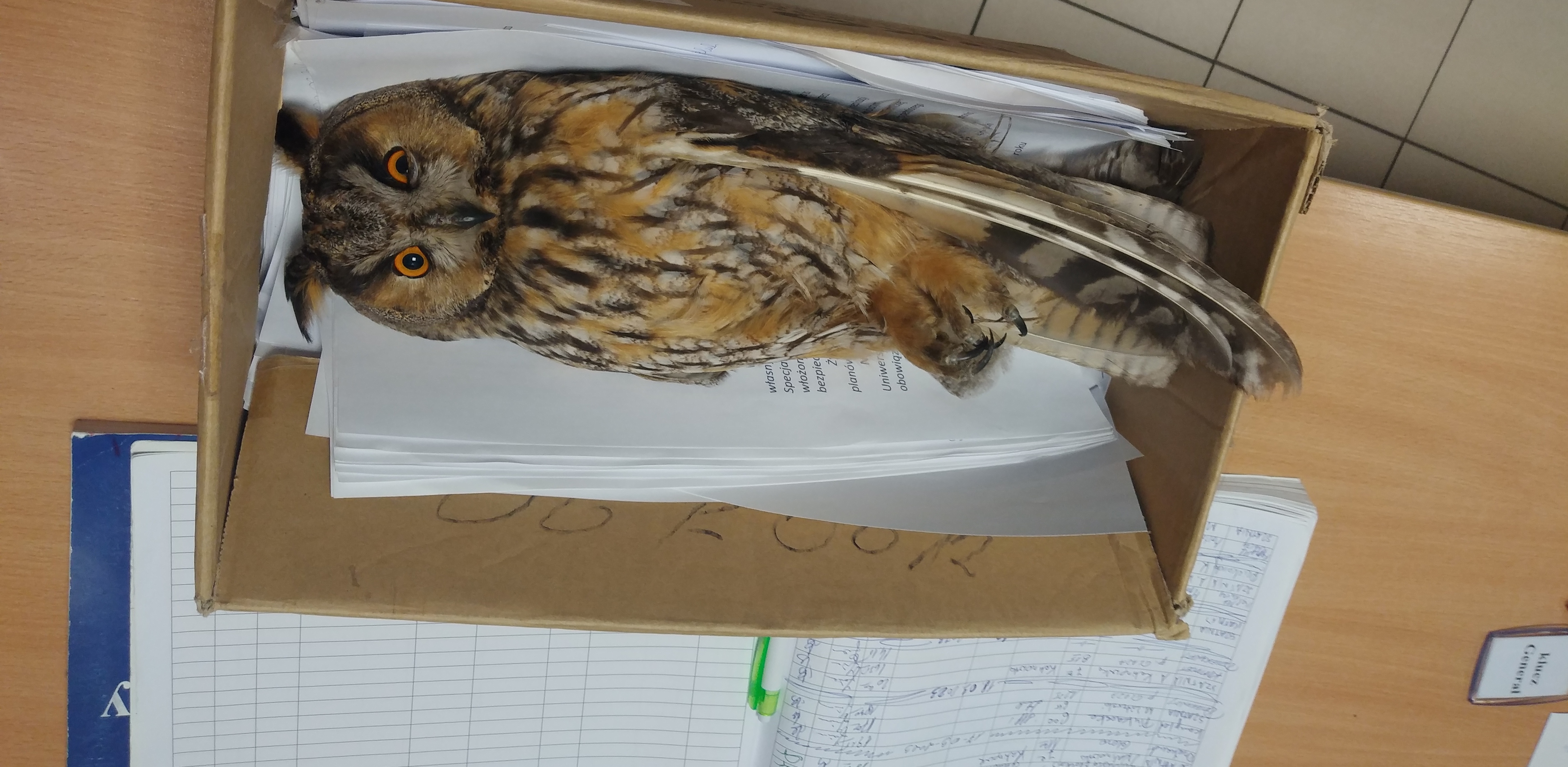 (Fot. mat.pras./Uniwersytet Gdański)