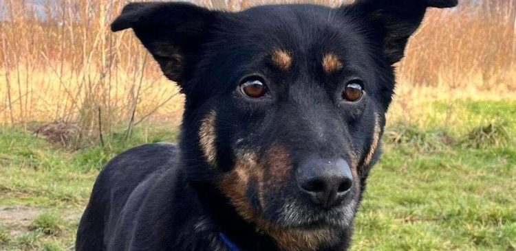 (Fot. słupskie schronisko dla zwierząt)