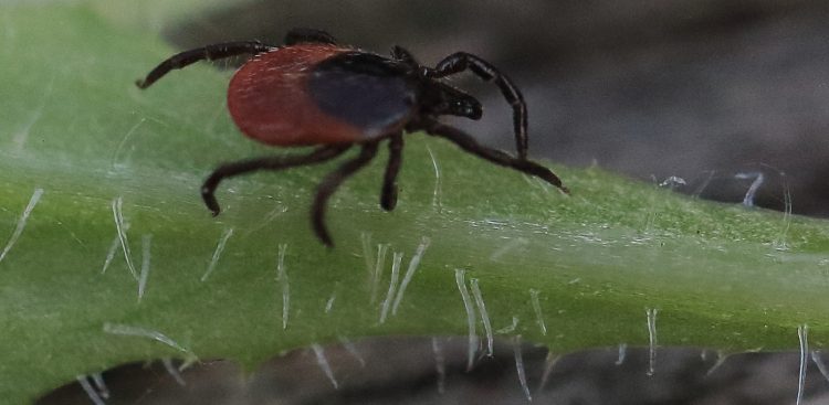 (Fot. Wikimedia Commons)