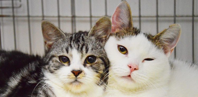 (Fot. słupskie schronisko dla zwierząt)