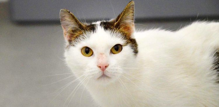 (Fot. Schronisko dla Zwierząt w Słupsku)