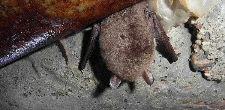 (Fot. Józef Wysiński)