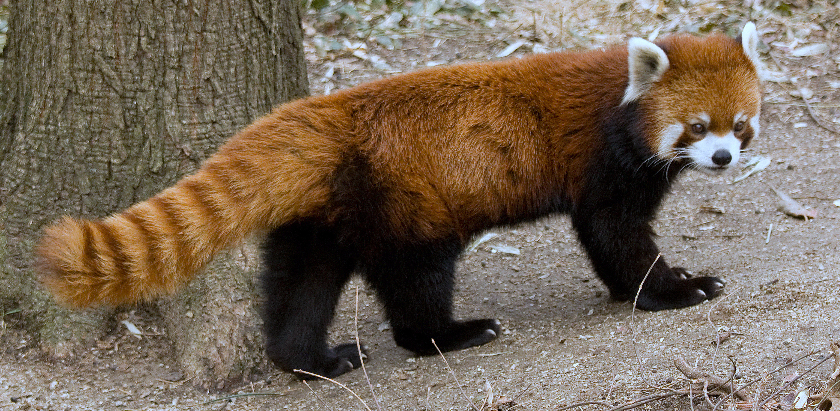 (Fot. Wikimedia Commons/Greg Hume)