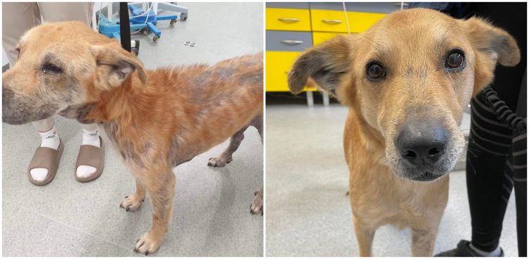 (Fot. słupskie schronisko dla zwierząt)