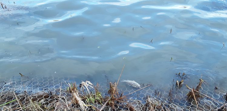 (Fot. WIOŚ w Gdańsku)