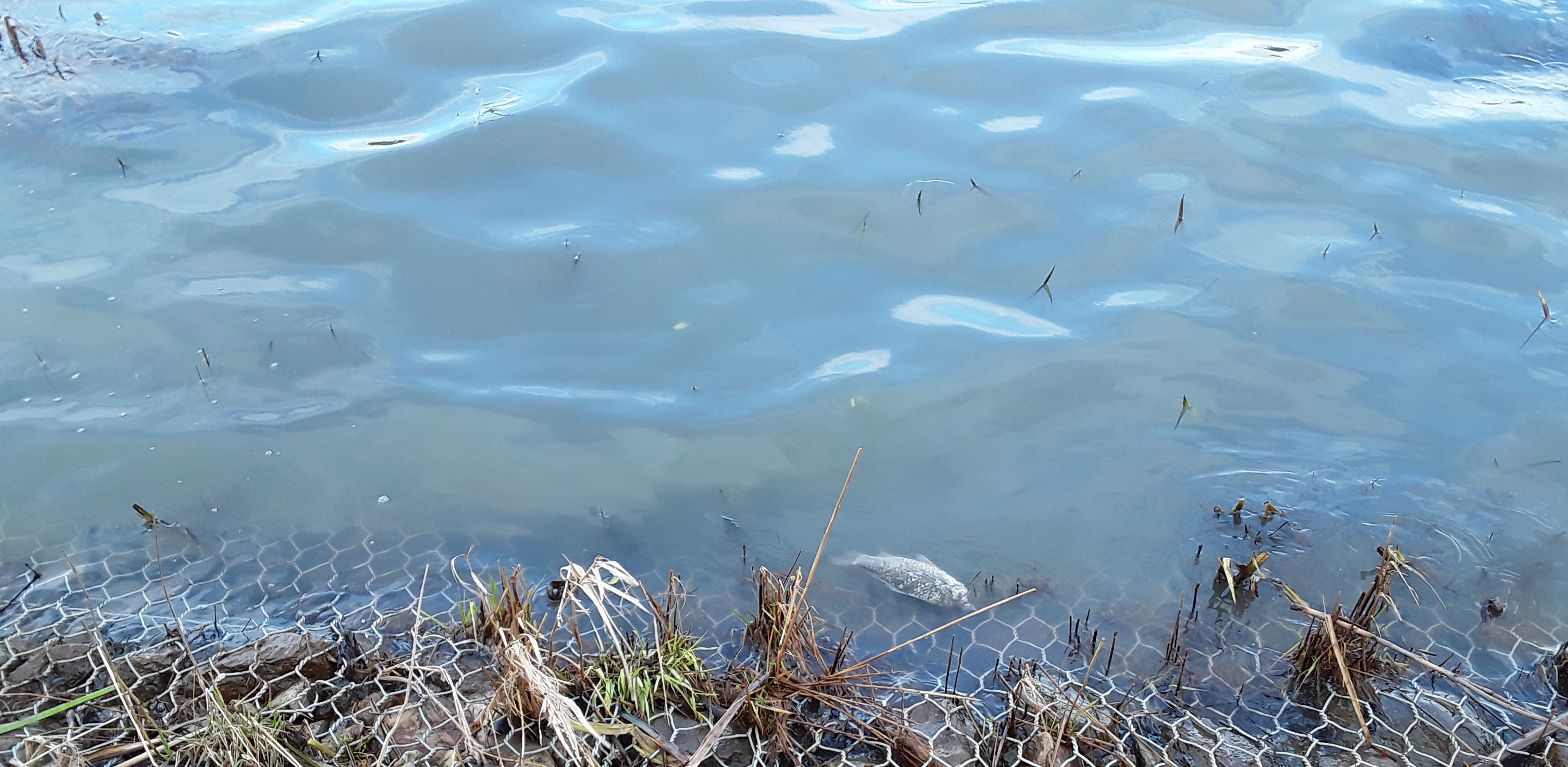 (Fot. WIOŚ w Gdańsku)